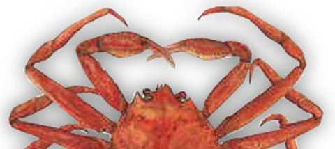 Snow crab, Chionoecetesopilio Snow crab (Chionoecetes opilio) is a new invasive crab species becoming an important and potentially dangerous player in the