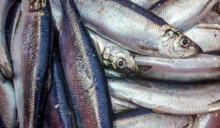 SPECIEShighlights management areas based on estimates of stock composition and relative biomass. OAA Fisheries set the 216 to 218 annual catch limit (ACL) at 231 million pounds per year.