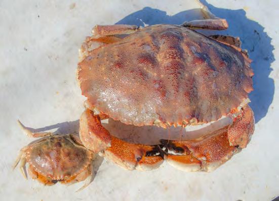 SPECIEShighlights Landings (millions of pounds) 18 16 14 12 1 8 6 4 2 Jonah Crab Commercial Landings and Ex-Vessel Value Source: ACCSP Data Warehouse, 217 195 1952 Landings Ex-Vessel Value 1954 1956