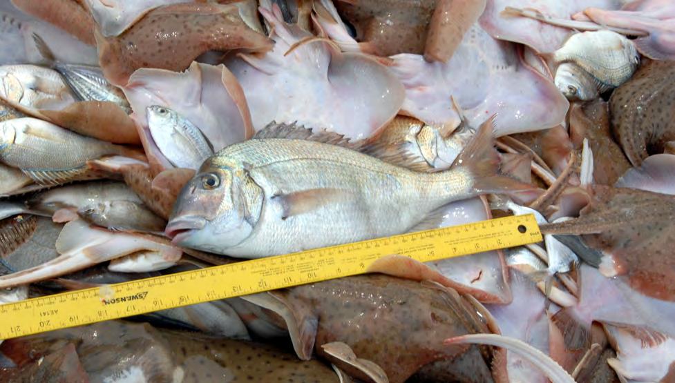 Fisheries scientists, managers and the public can search the SEAMAP database to examine population trends, set annual fishing regulations, and evaluate management strategies for numerous commercial