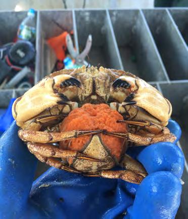assessment. A Jonah crab maturity study was initiated in 215 and continued through 217. Study results will improve our understanding of stock dynamics and more fully inform the newly established FMP.