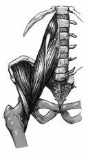 the pelvis as a lever forward