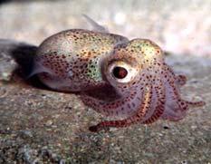 1/4/217 Hawaiian sepiolid squid (Euprymna scolopes) Camouflage (keeps a "sand