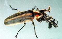 1/4/217 Deceptive signaling A female Photuris firefly eats a male Photinus ignitus to obtain defensive compounds called lucibufagins which are distasteful to predators.