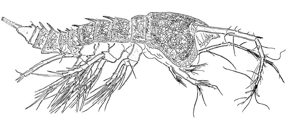 Jamstecia terazakii LEE &HUYS, 2000 Arthropoda, Crustacea, Copepoda, Harpacticoida, Aegisthidae Size: Body length of female 3.38 mm. Male unknown.