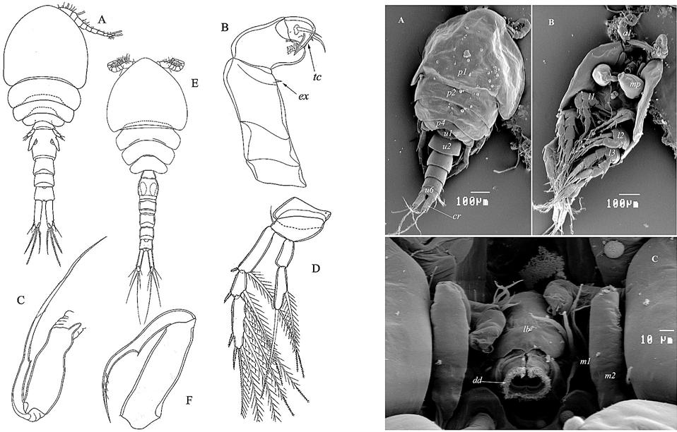 Ceuthoecetes HUMES &DOJIRI, 1980 Arthropoda, Crustacea, Copepoda, Siphonostomatoida, Dirivultidae Type species: C. aliger HUMES &DOJIRI, 1980. Other included species: C. acanthothrix HUMES, 1987; C.
