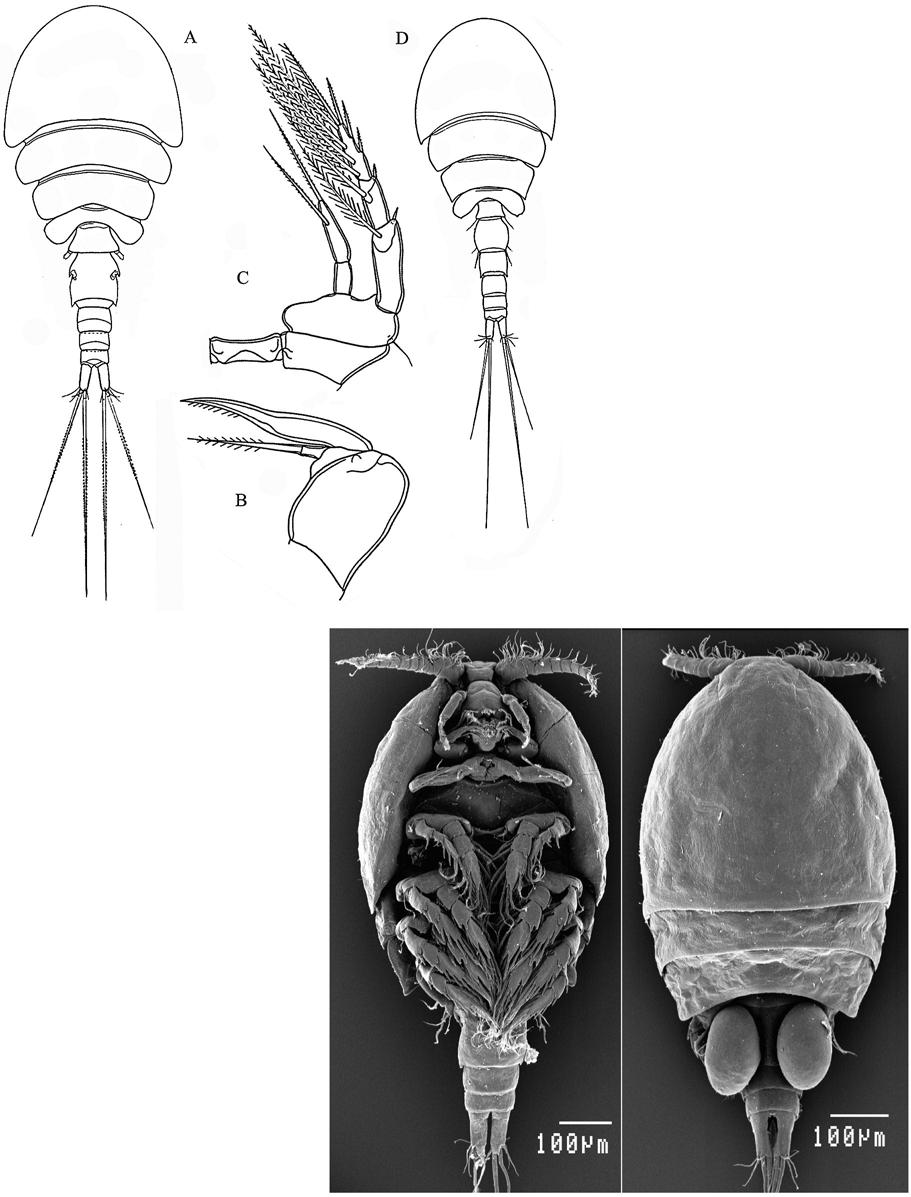 1: Female of S. quadrispinosus; A: Habitus, dorsal; B: Maxilla; C: Leg 4; D: Male habitus, dorsal; from HUMES (1987). 2: S. pectinatus ventral view (left) and dorsal view (right); original. HEPTNER M.