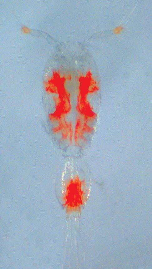 Arthropoda, Crustacea, Copepoda Almost 80 species of copepods are described from hydrothermal vents.