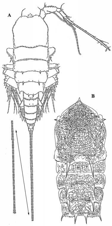 Andromastax CONROY-DALTON & HUYS, 1999 Arthropoda, Crustacea, Copepoda, Harpacticoida, Aegisthidae Species Distribution Body length in mm A. cephaloceratus LEE &HUYS, 2000 Okinawa Trough Female 3.