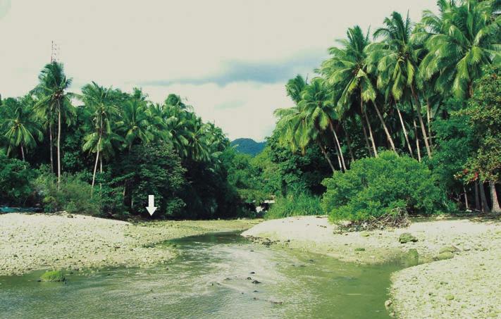 Fig. 32: The lowest section of a stream (at low tide) at Poblacion, Boljoon, Cebu Island, a characteristic habitat of H. femoralis.