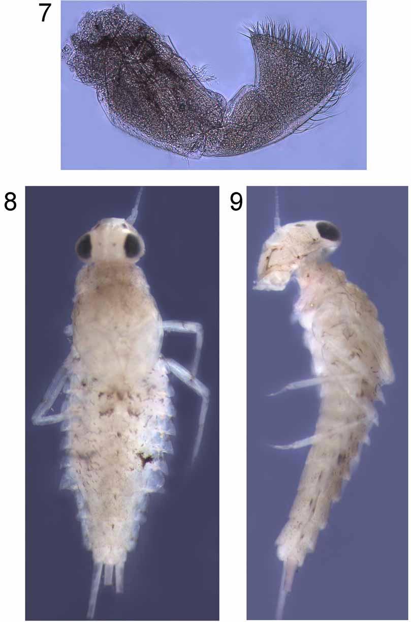 FIGURES 7 9. Waynokiops dentatogriphus, new genus, new species. 7. Labial palp. 8. Dorsal view, whole. 9. Lateral view, whole. Abdomen dorsoventrally compressed.