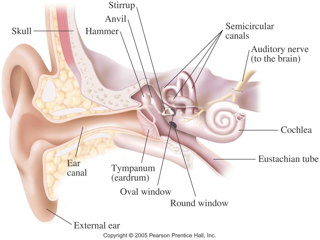 The Ear and Its