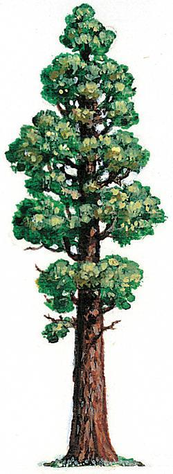 State Tree- Redwood