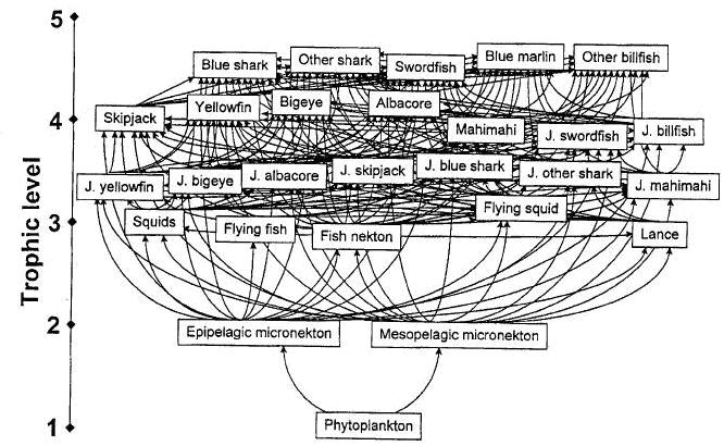 Figure 9: Central Pacific Pelagic Food Web Source: Kitchell et al. 1999 3.3.2 Benthic Environment The word benthic comes from the Greek work benthos or depths of the sea.