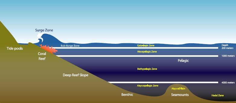 Figure 10: Benthic Environment Source: WPRFMC 2005b 3.3.2.1 Intertidal Zone The intertidal zone is a relatively small margin of seabed that exists between the highest and lowest extent of the tides.