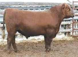 09 25 0.17 0.03 Welcome to the first annual Ludvigson High Altitude bull sale.