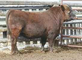 6 0.01 Take a look at how deep sided this herd bull is. I believe that you will sure like what you see.