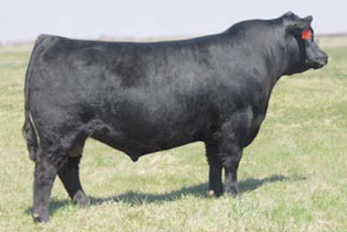 Reference Sires I WILDE S ARMOR 6210 BD Cat. % Reg.