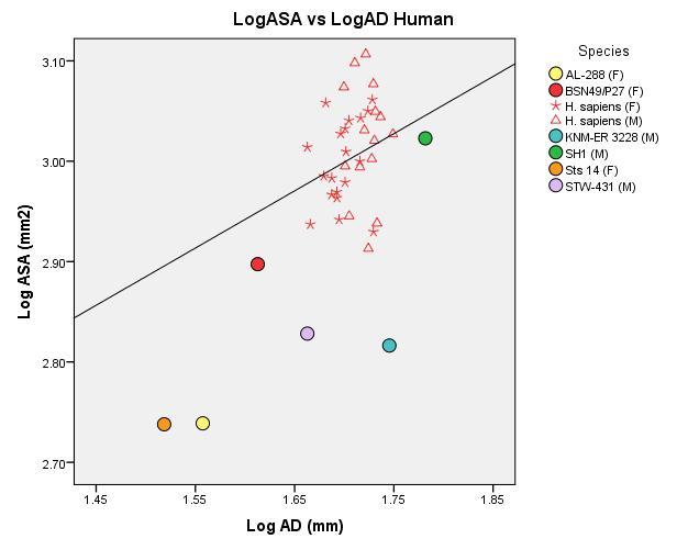 Figure 15. Regression of Log 10 of ASA(mm 2 ) on log 10 AD (mm 2 ). Data points are raw human measurements. R 2 = 0.057, y- intercept = 2.03, slope = 0.57; Data is labeled as in Fig.12 Figure 16.