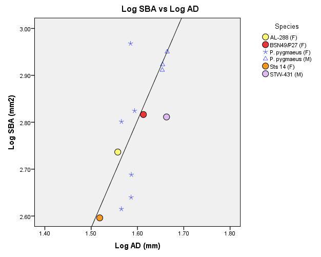 Figure 21. Regression of Log 10 of SBA (mm 2 ) on log 10 AD (mm 2 ). Data points are raw Pongo pygmaeus measurements. R 2 = 0.443, y-intercept = -0.86, slope = 2.29; Data labeled as in Fig.