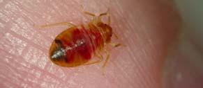 December 2010 Volume 4, issue 2 E & PP Info #778 Pests and Pesticides in Child-serving Facilities: An IPM Newsletter Should We be Concerned about Bed Bugs in Schools? Karen M.