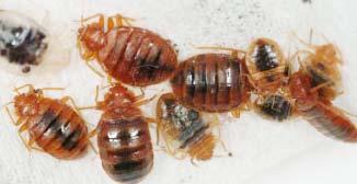 Similar to mosquitoes, bed bug abdomens swell and become brighter red as they feed. Bed bugs can survive for months without feeding.