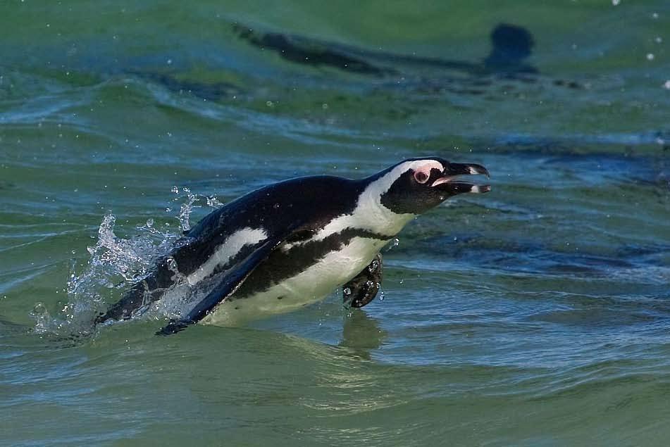 seine language The African Penguin Spheniscus demersus is one of seven seabird species confined to the Benguela upwelling region off the coast of southern Africa.