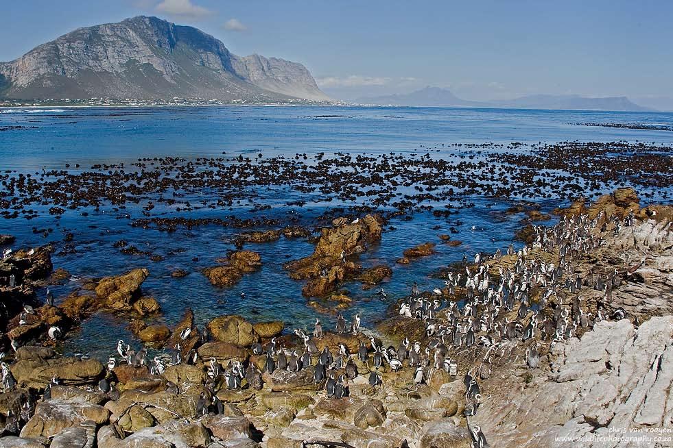 Marine Protected Areas for seabirds The 1992 Rio Convention on Biodiversity called for 10 per cent of the sea to be protected, to match the target for terrestrial environments.