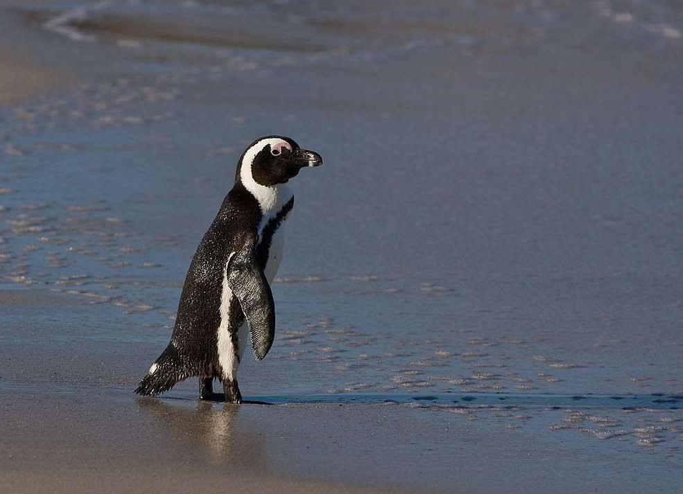 chris van rooyen albert froneman (2) life on the edge Like many other predators in the Benguela region, adult African Penguins rely on sardines and anchovies for the