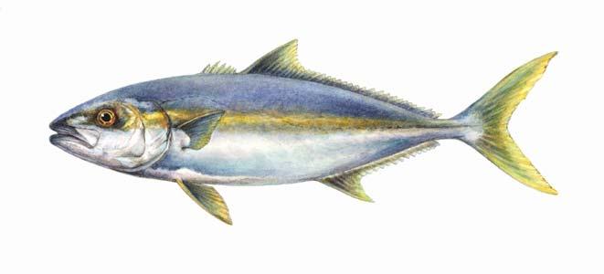Seafood Watch Seafood Report Farmed Yellowtail Seriola spp.