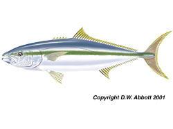 Figure 3. Seriola lalandi, yellowtail kingfish (image from www.fishnet.com.au). Seriola rivoliana Seriola rivoliana are also known as long-fin amberjack or kampachi (Figure 4).