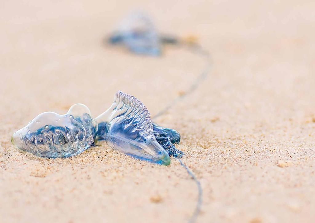 SECTION MARINE CREATURES BLUEBOTTLE STINGS