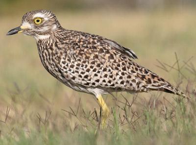 5. Wildlife feature Our resident Spotted Dikkop @ 10 th Tee The spotted thick-knee (Burhinus capensis) also known as the spotted dikkop or Cape thick-knee, is a wader in the family Burhinidae.