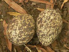 Breeding Usually 2 eggs are laid at a two-day interval. They measure some 5.2 cm 3.8 cm. They are marked with sepia brown and ash grey on a pale, claycoloured background.