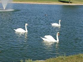 throughout the area. SWANS 1. Sun City West is presently home to 37 Swans.