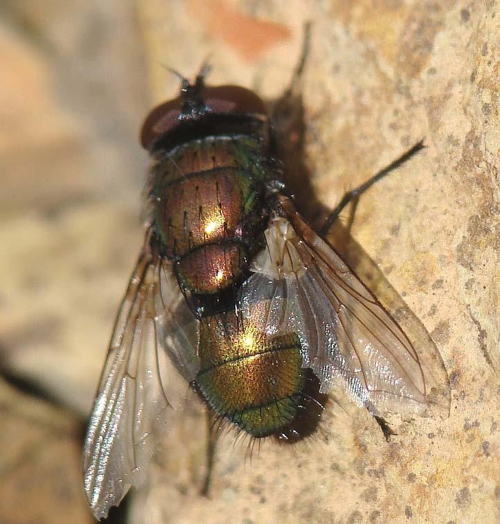 CHAPTER Figure 11-8. A female blowfly. Figure 11-9. A forensic entomology data form.