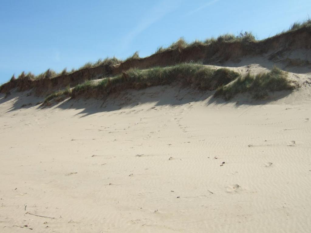 Figure 30 Dune retreat at N1C1A by around 16m since 1998 but maintaining relative