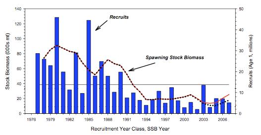 Figure 3. Trends in stock biomass and recruitment for Georges Bank Atlantic cod, 1978-2007. Horizontal line is the average recruitment for the time series (NEFSC 2008). Figure 4.