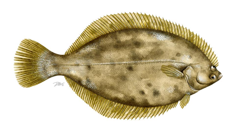 2013 REVIEW OF THE ATLANTIC STATES MARINE FISHERIES COMMISSION'S INTERSTATE FISHERY MANAGEMENT PLAN FOR WINTER FLOUNDER (Pseudopleuronectes americanus) 2012 FISHING YEAR (May