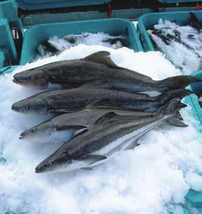 Managers now have the status information they need to develop plans to end overfishing and rebuild these stocks.