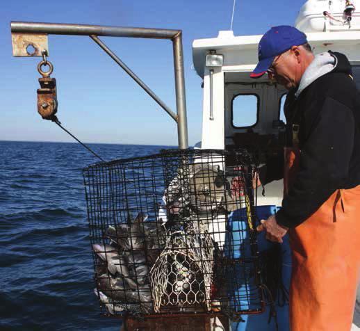 Recent Trends in South Atlantic Black Sea Bass A rebuilding plan for South Atlantic black sea bass was put in place in 2006.