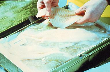 Foley Fish Processing Quality Control from Start to Finish