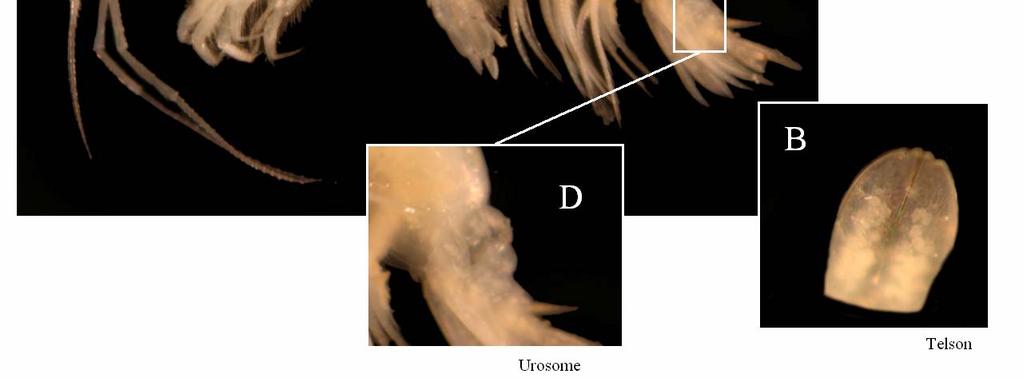 Urosome having a carina-like rounded structure where urosomite 1 unites with urosomites 2-3. Description Body small to medium-sized (7-9mm).
