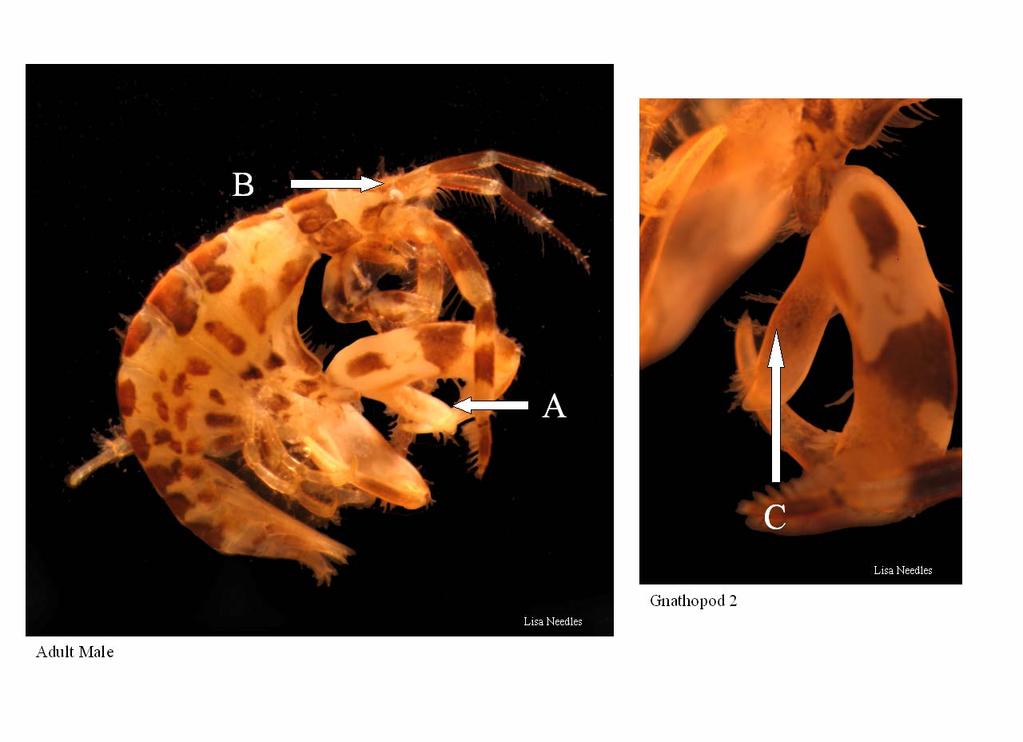 Family Ischyroceridae Figure 9. Jassa marmorata A. Gnathopod 2 with large posterior thumb-like expansion opposite the dactylus; B. Eyes are small, less than ¼ head; C. Gnathopod 2 with plumose setae.