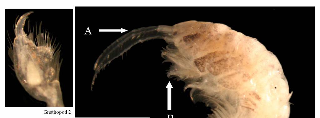 Figure 14. Photis sp. A. Antennae lacking accessory flagellum; B. Both Gnathopod 1 and Gnathopod 2 subchelate; C.