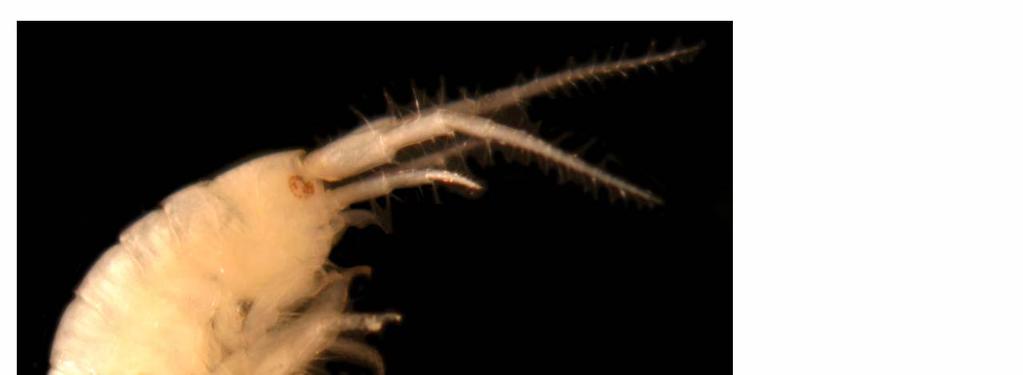 Family Melitidae Figure 15. Elasmopus sp. A. Uropod 1 peduncle with 1-2 robust setae Elasmopus sp.
