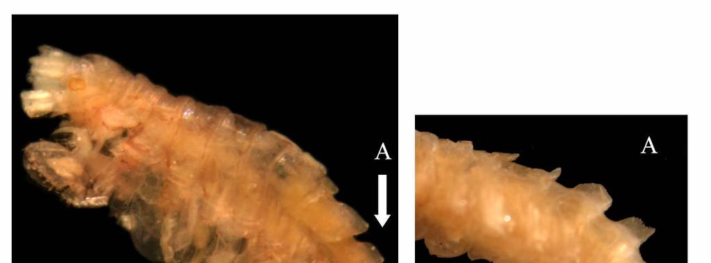 Figure 17. Podocerus cristatus. A. Pereonites and pleonites with sharp, dorsal keel teeth; B. Body shape similar to P. brasiliensis.