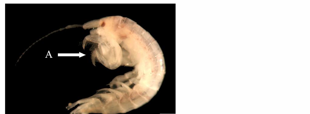 Family Aoridae Figure 2. Aoroides sp. A. Male Gnathopod 1 larger than Gnathopod 2; B. Gnathopod 1 with merus that extends as a long tooth below carpus; c. Accessory flagella absent. Aoroides sp. Walker Distinguishing Characteristics A.