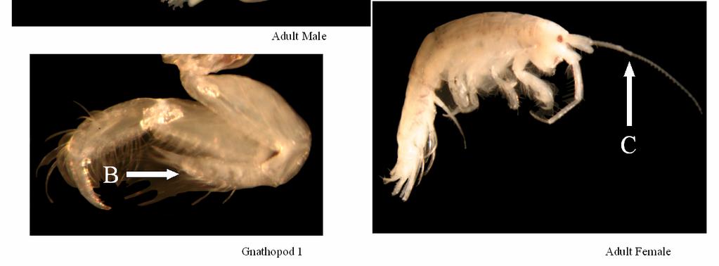 Accessory flagella absent Condition Adult Male missing second antennae and one of the Antennae 1, not all pereopods in tact. Adult Female missing one of the first antennae. Could be either A.