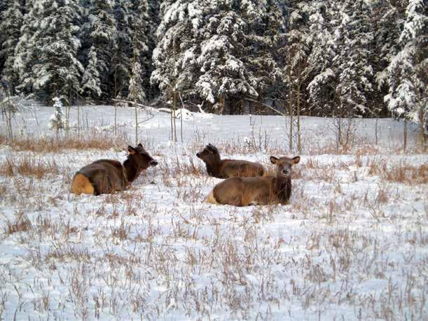 Management Goals, Objectives and Actions The following management goals and objectives reflect and further define the values around the management of the Takhini and Braeburn elk herds.